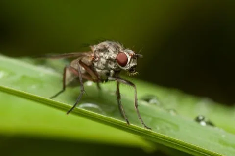 Fly on Grass straw Stock Photos
