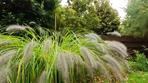 Fly to the grasses in the rain. Video stock 235158319