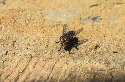 Fly gray Stock Photos