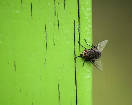 Fly on a green background Stock Photos
