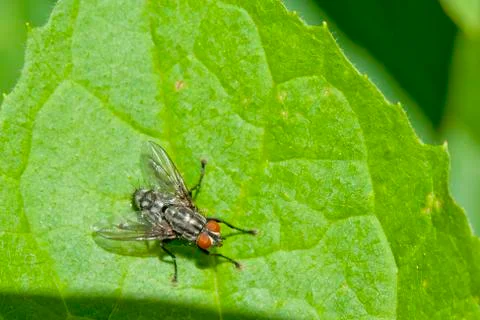 A fly on a green leaf background Stock Photos