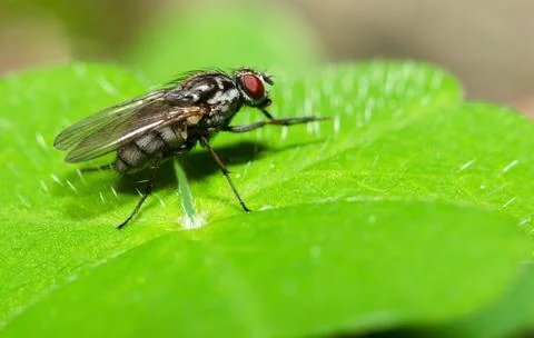 Fly on the green leaf, blurred background. Stock Photos