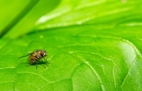 Fly on the green leaf, blurred background. Stock Photos