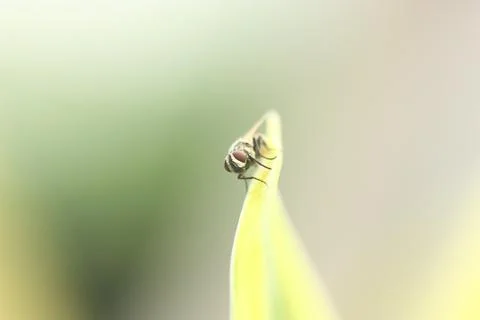 Fly on green leaf blury background Stock Photos