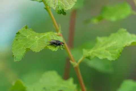 Fly on a green leaf, close-up Stock Photos