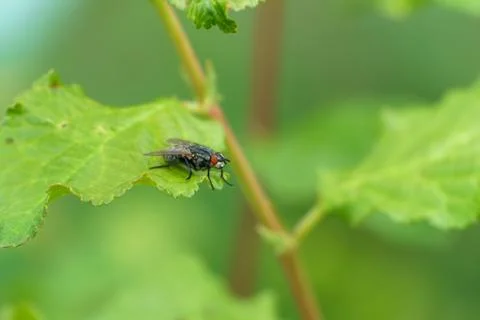 Fly on a green leaf, close-up Stock Photos