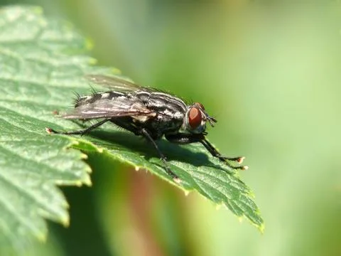 Fly on a green leaf. focus on the head. Stock Photos