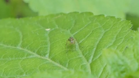 Fly on green leaf. Stock-Footage 119427392