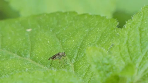 Fly on green leaf. Stock-Footage 119427599