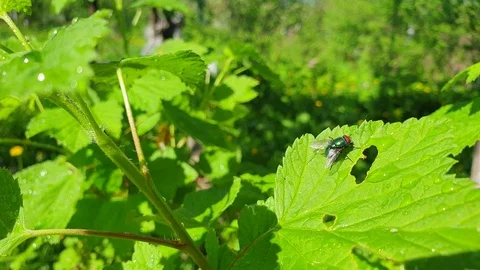 A fly on a green leaf in the garden. Stock Footage 108850100