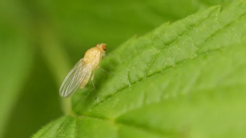 Fly on a green leaf, macro Video stock 146689979
