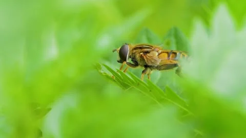 Fly on green leaf (mesembrius peregrinus ) Stock Footage 136031630