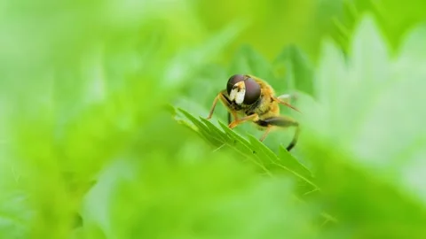 Fly on green leaf (mesembrius peregrinus ) Stock Footage 136031718