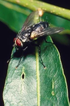 Fly on green leaf Stock Photos