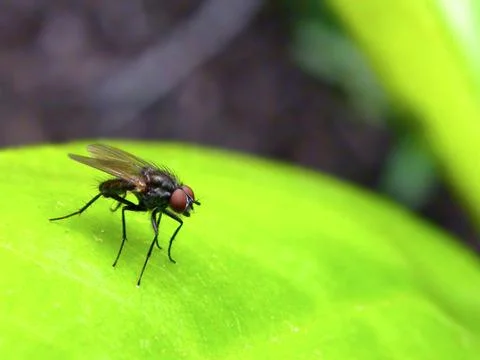 Fly on green leaf Фото