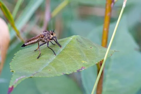 Fly on a green leaf. Stock Photos