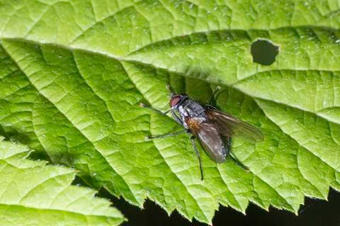 Fly on Green Leaf Stock Photos