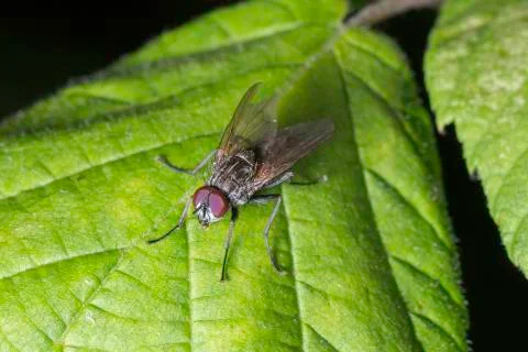 Fly on Green Leaf Stock Photos