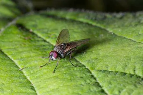 Fly on Green Leaf Stock Photos