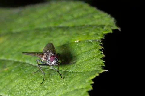 Fly on Green Leaf Stock Photos