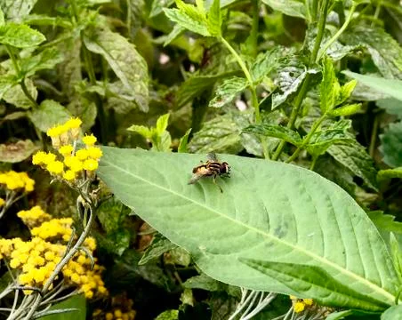 Fly on the green leaf Stock Photos