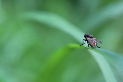 Fly on green leaf Stock Photos