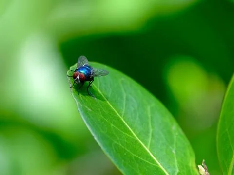 Fly on Green Leaf Stock Photos