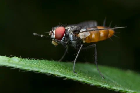 Fly on green leaf Stock Photos