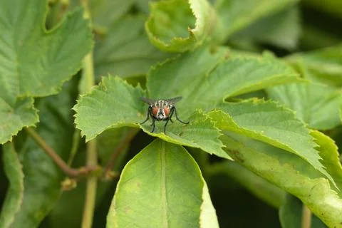 A fly on a green leaf. Stock Photos