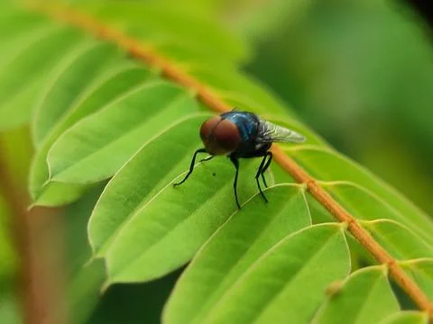 A fly on a green leaf. Stock Photos