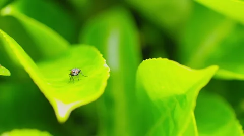 Fly on a green leaf rubbing it's front legs as a cleaning function Stock Footage 50907479