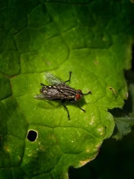 Fly on green Foto stock