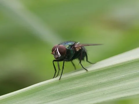 Fly on green Stock Photos