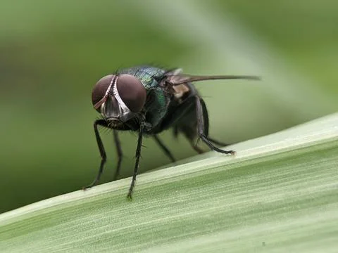 Fly on green Stock Photos