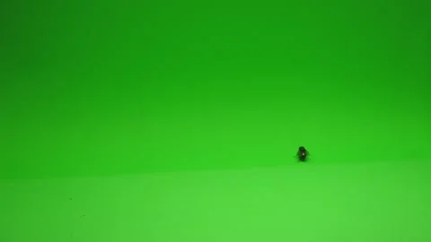 Fly on Green Screen Chroma Key Pt1 of 24 Stock Footage 241010149