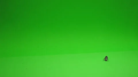 Fly on Green Screen Chroma Key Pt3 of 24 Stock Footage 241011535