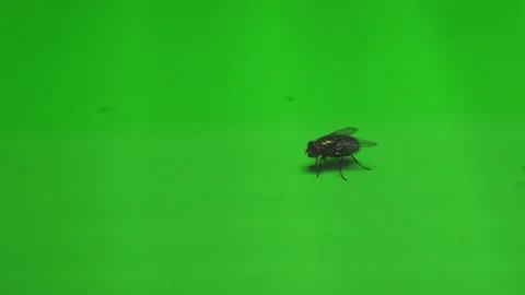 Fly on Green Screen Chroma Key Pt6 of 24 Stock Footage 241013151