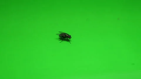 Fly on Green Screen Chroma Key Pt10 of 24 Stock Footage 241019272