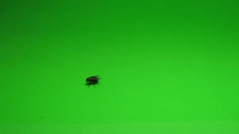 Fly on Green Screen Chroma Key Pt11 of 24 Stock Footage 241019771