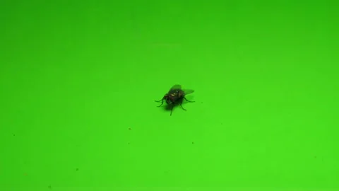 Fly on Green Screen Chroma Key Pt13 of 24 Stock Footage 241020461