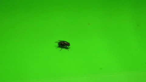 Fly on Green Screen Chroma Key Pt16 of 24 Stock Footage 241022243