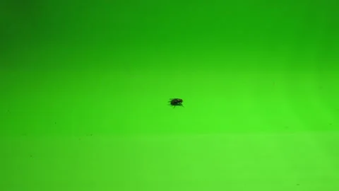 Fly on Green Screen Chroma Key Pt17 of 24 Stock Footage 241023640