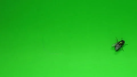 Fly on Green Screen Chroma Key Continuous Sequence Pt1 of 4 Stock Footage 241031299