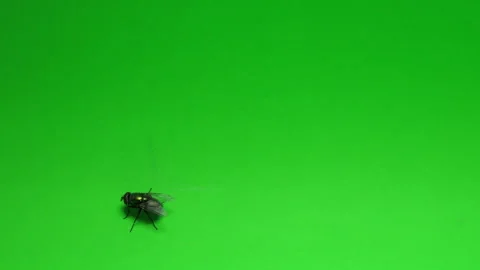 Fly on Green Screen Chroma Key Continuous Sequence Pt4 of 4 Stock Footage 241032463