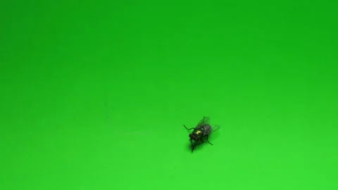 Fly on Green Screen Chroma Key Continuous Sequence Pt3 of 4 Video stock 241034224