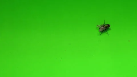 Fly on Green Screen Chroma Key Pt20 of 24 Stock Footage 241076349