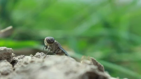 Fly on the ground Stock Footage 95682648