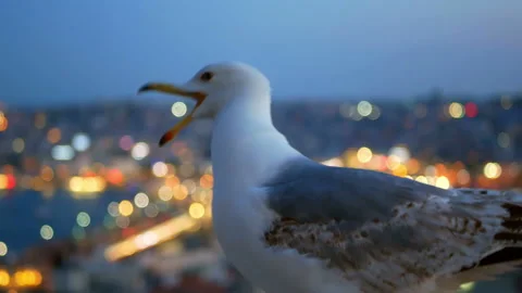 Fly gull bird city light Stock Footage 89570447