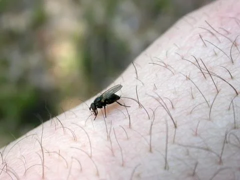 Fly on the hand Stock Photos