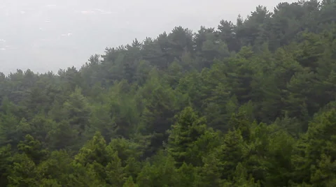 Fly-by Hazy Forest Stock Footage 55376517